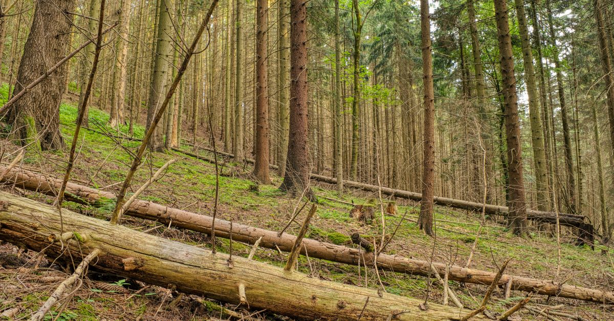 Lush forest landscape in Čestín, Czechia, showcasing towering trees and dense woodland.